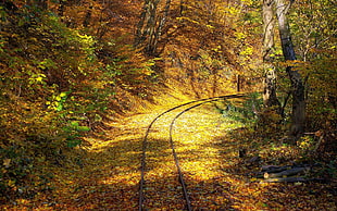 hallway train rail between trees at daytime HD wallpaper