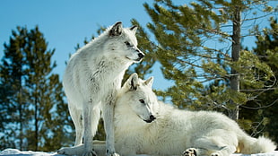 two white wolves, nature, animals, wolf HD wallpaper