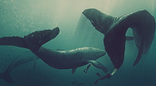 two person diving with whales digital wallpaper, whale, divers, artwork