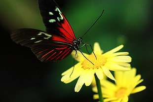 red and black butterfly perched on yellow flower, peacock butterfly