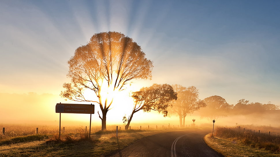 green trees, trees HD wallpaper
