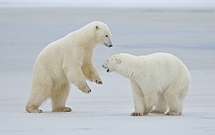 two white polar bears during daytime