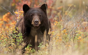 selective focus photography of grizzly bear standing on grasses