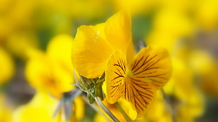 yellow viola tricolor flower, flowers, nature, yellow flowers, pansies HD wallpaper