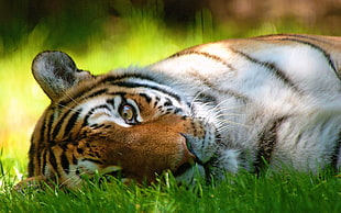 depth of field photography of Tiger lying on grass