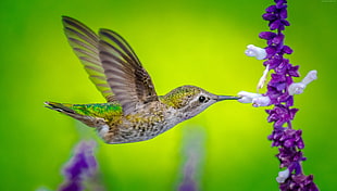 green, yellow and gray hummingbird