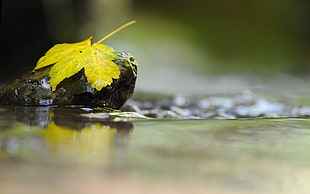 yellow leaf on brown stone with flowing waters HD wallpaper
