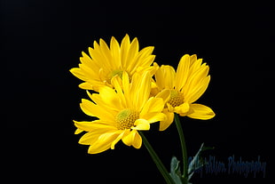 three yellow-petaled flowers
