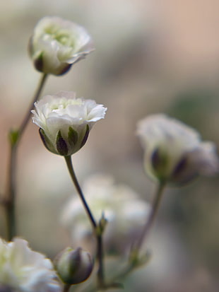 white petaled flower, gypsophila HD wallpaper