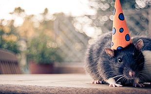 black rat wearing orange and blue party hat