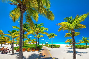 green leafed coconut trees, nature, landscape, tropical, beach