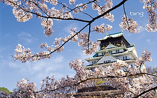 low angle photography of Himeji Castle HD wallpaper