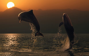 two gray dolphins, animals, dolphin, sea, sunset
