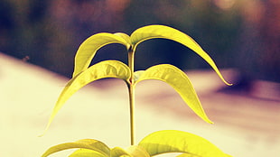 yellow leafed plant, papaya