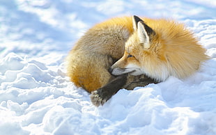 fox sleeping on snowy field HD wallpaper