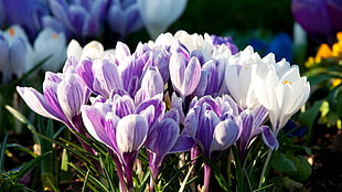 closeup photography of white and purple petaled flowers