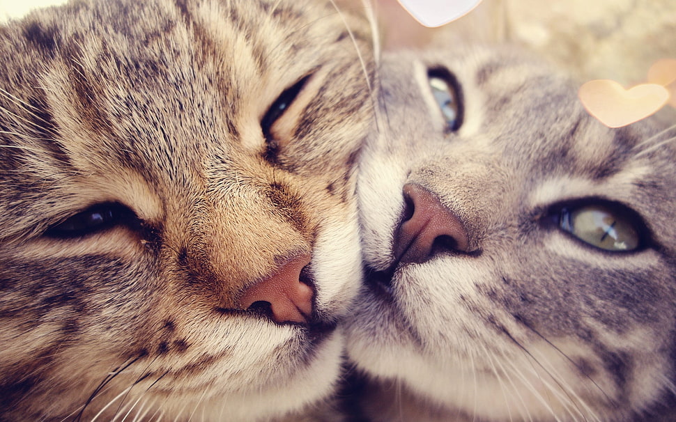 silver and tiger tabby cats HD wallpaper