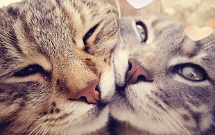 silver and tiger tabby cats HD wallpaper