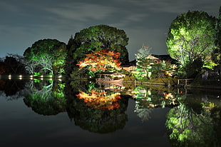 green leaves tree near body of water during night time