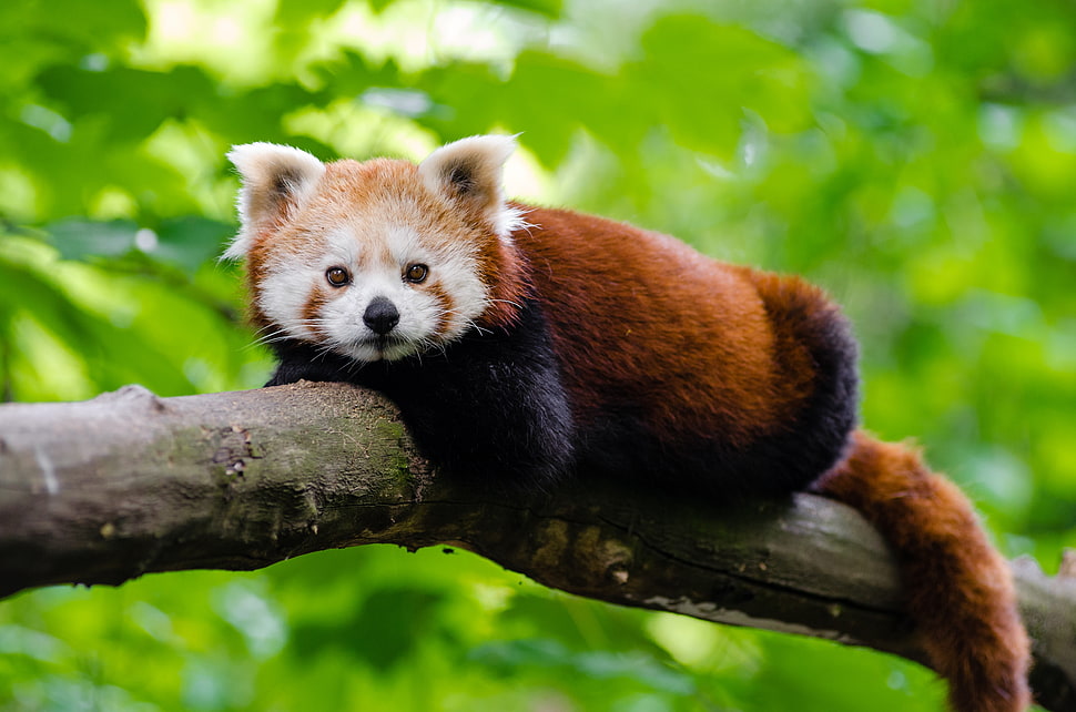 shallow focus photography of red panda on tree brunch during daytime HD wallpaper