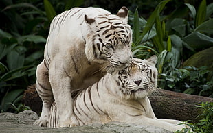 white and brown tiger plush toy, nature, animals, tiger, white tigers HD wallpaper