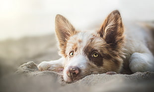 adult medium-coated merle dog prone lying on sand HD wallpaper
