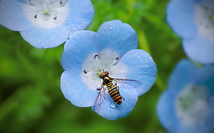 yellow bee on blue and white flower