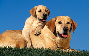 adult yellow Labrador retriever with puppy litter