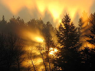 silhouette photo of pine trees