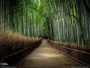 bamboo trees, forest