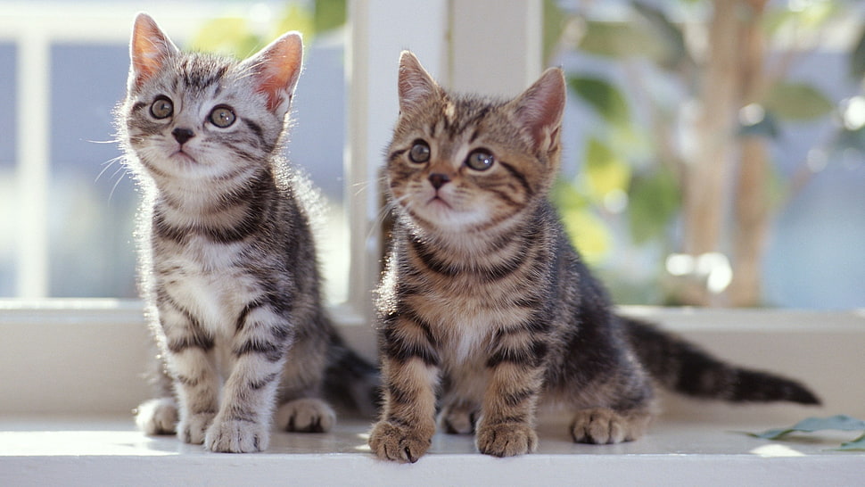 two brown tabby kittens HD wallpaper