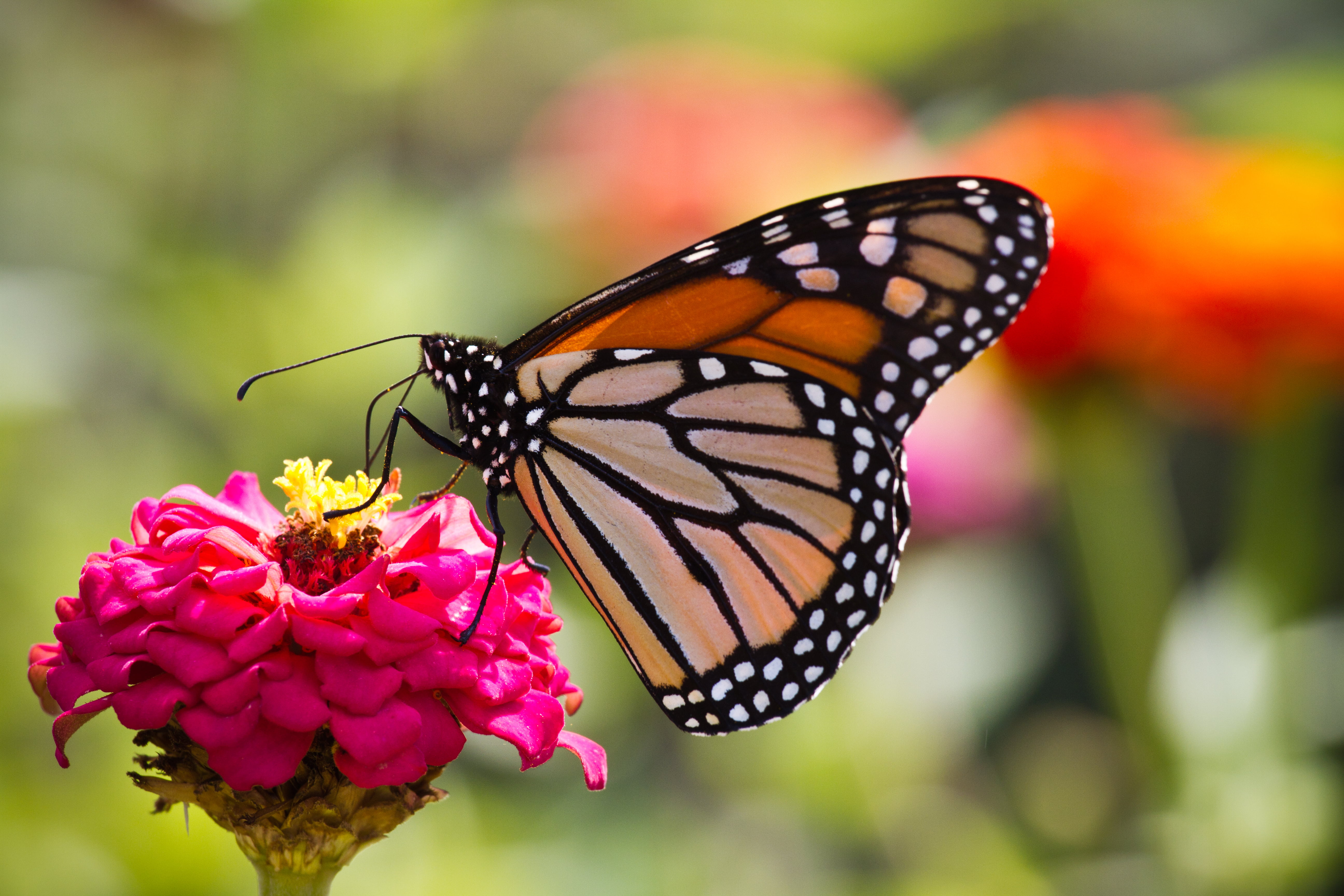 Butterfly on purple flower HD wallpaper | Wallpaper Flare