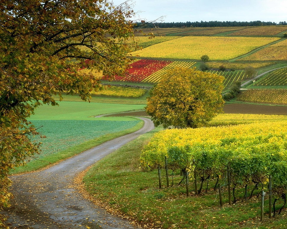 green trees near sidewalk during daytime HD wallpaper