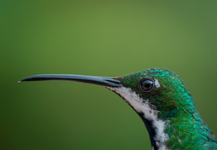 close-up wildlife photography of long-beak green bird, hummingbird