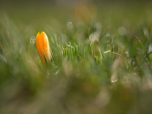 shallow focus of green grasses with yellow Crocus flower