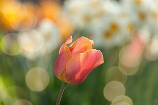 shallow focus photography of pink Tulip during daytime HD wallpaper