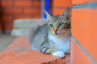 brown tabby cat, animals, cat HD wallpaper