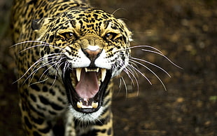 shallow focus photography og brown and black leopard