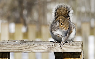 squirrel stands on brown wooden surface
