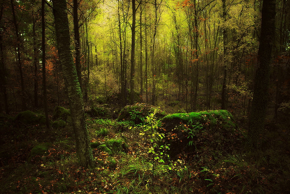 green leafed plant and trees, forest, trees HD wallpaper