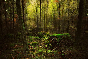 green leafed plant and trees, forest, trees