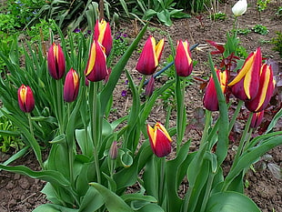 bed of red-and-yellow Tulip flowers