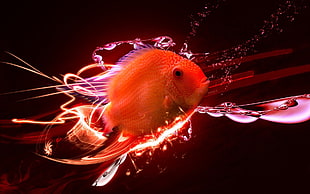 red and yellow fish with fish, fish