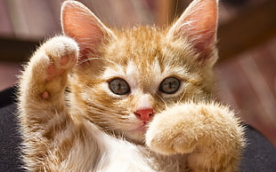 orange tabby kitten HD wallpaper