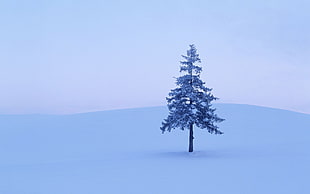 tree on white field covered with snow