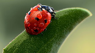 ladybug insect, nature, insect, ladybugs, macro HD wallpaper