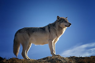 wolf on top of dirt under blue skies at daytime