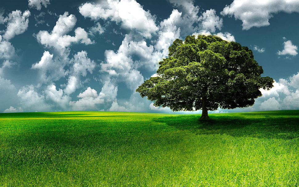 green tree photo HD wallpaper