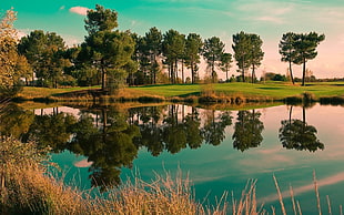 green leaf trees, nature, landscape, reflection, trees