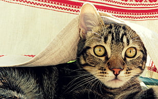 shallow focus photography of silver tabby cat